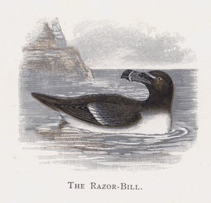 The Razor-Bill by Alexander Francis Lydon